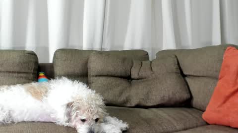 Calix  Independient model Insta and twt Calixsnake online show from January 20, 5:26 am