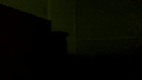 Snapshot of jamacianmehorny chatting on February 21, 11:54 pm Jamacian online show from February 21, 11:54 pm