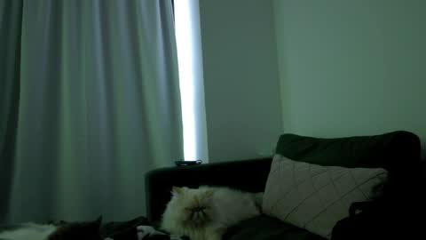 Juanitafoxx online show from April 6, 8:32 pm