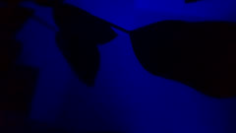 Snapshot of karla_gonzaless chatting on November 14, 3:05 am Karla Gonzaless online show from November 14, 3:05 am