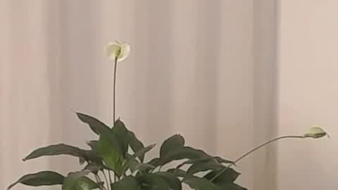 Help me with rate thanks  online show from March 2, 4:39 am