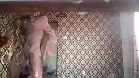 kingemizzy online show from January 8, 6:26 am