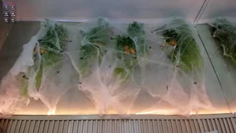 lana_lann online show from October 20, 1:44 pm