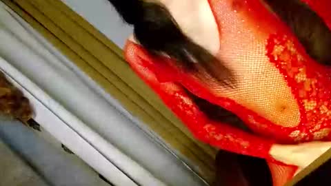 Snapshot of latrina_ chatting on March 5, 3:08 pm latrina_ online show from March 5, 3:08 pm