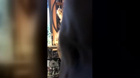 Leon online show from February 27, 8:42 pm