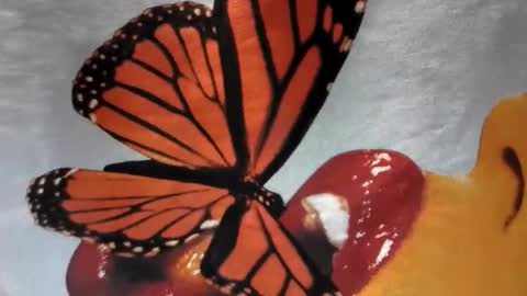 Little Violet online show from November 29, 4:15 am