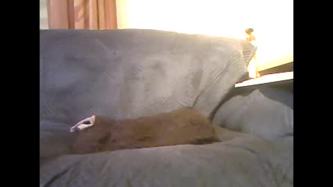 lion160868 online show from February 6, 9:34 am