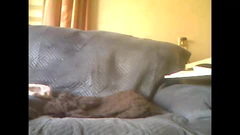 lion160868 online show from May 7, 8:09 am