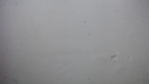 Snapshot of lisa_branch chatting on November 28, 10:07 am lisa_branch online show from November 28, 10:07 am