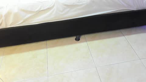 lulu online show from February 10, 7:18 pm