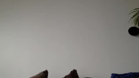 Lupine online show from March 6, 9:06 am