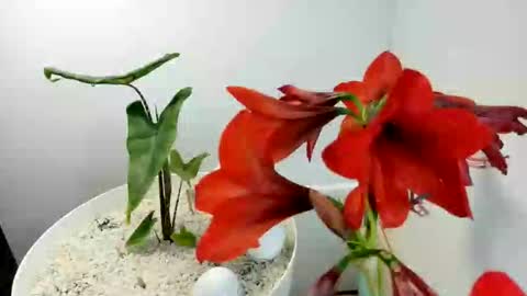 Snapshot of manup1977 chatting on December 15, 12:09 pm manup1977 online show from December 15, 12:09 pm