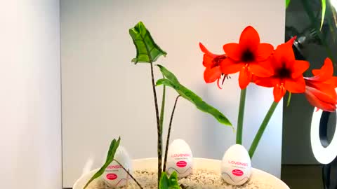 Snapshot of manup1977 chatting on December 16, 12:48 am manup1977 online show from December 16, 12:48 am