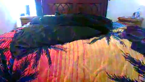 Max online show from February 17, 1:46 am