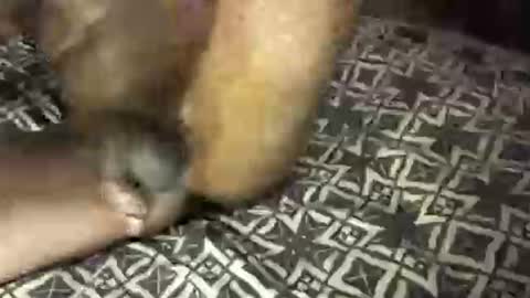 Snapshot of mrbigdiq chatting on February 6, 6:18 am MrBigDiQ1 online show from February 6, 6:18 am