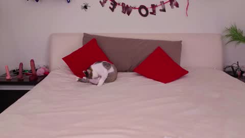 Snapshot of nerys__murrr chatting on November 3, 1:08 am Belle online show from November 3, 1:08 am