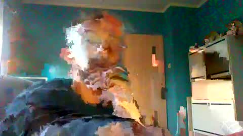 Snapshot of neverland966 chatting on February 8, 7:48 am Mark online show from February 8, 7:48 am