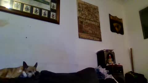 Snapshot of niceozziecockxxx chatting on February 13, 10:00 pm Sexiishaine online show from February 13, 10:00 pm