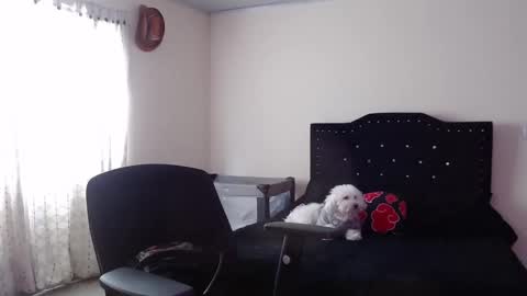 Snapshot of nicoletta_c66 chatting on November 20, 8:08 pm Nicole online show from November 20, 8:08 pm