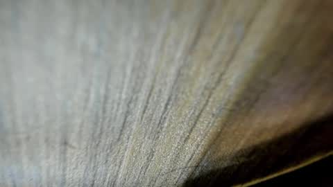 Niick online show from March 19, 2:15 am