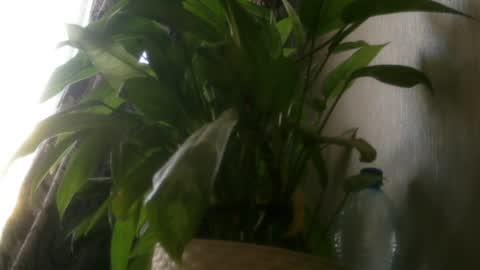 pamela_passion online show from July 20, 11:23 am