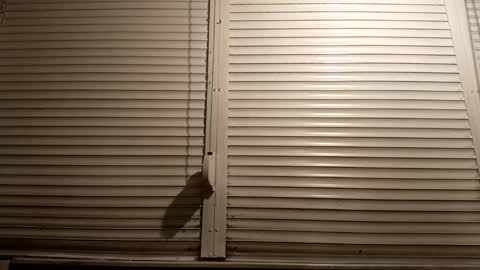 Snapshot of pamid215 chatting on March 5, 7:10 pm angel hris online show from March 5, 7:10 pm