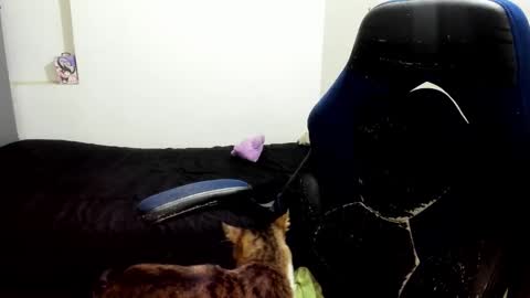 Snapshot of pink_dustt chatting on October 14, 2:23 am weedcandy ig y twitter xpink dustt online show from October 14, 2:23 am