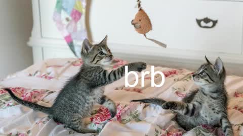 Snapshot of pink_girl0n chatting on November 17, 7:08 pm Kitty online show from November 17, 7:08 pm