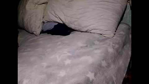 pollachico online show from November 28, 8:06 am