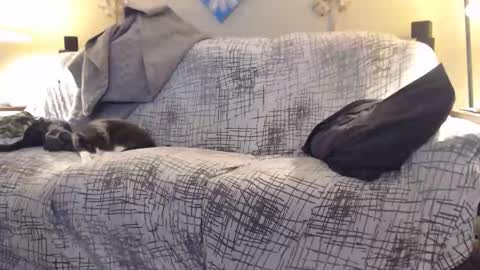 puff0169 online show from February 12, 7:25 am