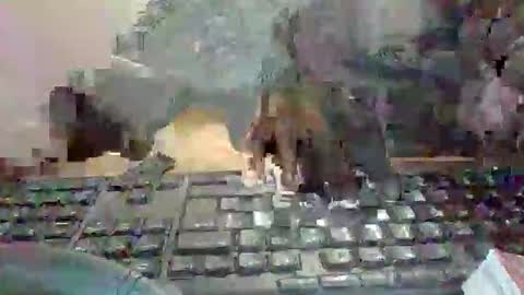 pup_y online show from January 13, 7:08 pm