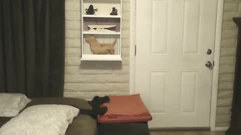 roinaz online show from January 25, 6:55 am