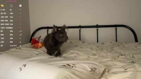  - my telegram channel online show from October 23, 6:06 pm