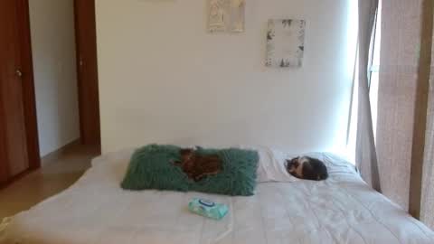      online show from February 28, 8:43 pm