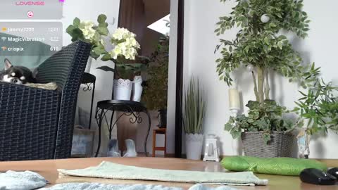 Snapshot of squirtmanica chatting on January 1, 7:20 am Monica online show from January 1, 7:20 am