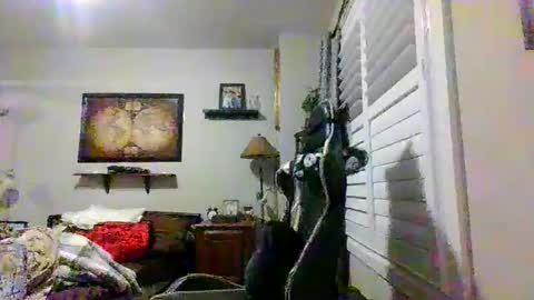 steveross33 online show from March 20, 12:04 am