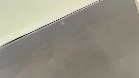 tali  online show from November 1, 3:36 pm