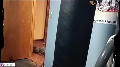 the_alpha_dog_xxx online show from March 10, 6:23 pm