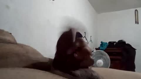 Snapshot of tobe557337 chatting on December 17, 7:29 am tobe557337 online show from December 17, 7:29 am