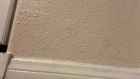 trickydick6 online show from March 10, 5:01 am