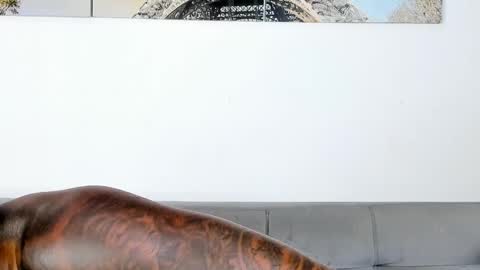 Snapshot of tyron_rulers chatting on November 7, 12:32 am Dvid Rullers online show from November 7, 12:32 am