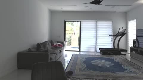 VelvetTGirl online show from February 21, 3:24 pm