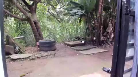 venus ... zeus sheer  online show from January 19, 12:42 pm