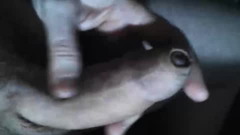 Snapshot of viktorklubb chatting on October 30, 7:36 pm online show from October 30, 7:36 pm