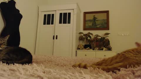 Visceratio online show from February 10, 6:24 pm