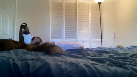 weedwacker43 online show from February 26, 10:53 pm