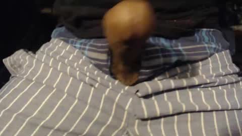 xentric777 online show from October 31, 8:04 am