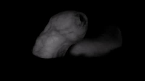 yeasayer online show from October 8, 1:25 am