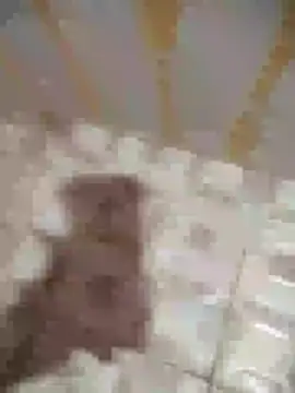 Sanjaymartin29 online show from January 16, 1:37 am