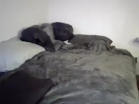 Snapshot of Iliketocooksquirt25 chatting on March 3, 8:05 am Iliketocooksquirt25 online show from March 3, 8:05 am